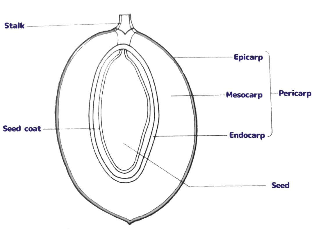 Fruit Diagram